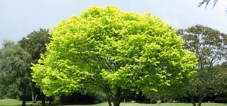 Tree full of leaves with a nice rounded crown