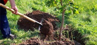 Person planting a small tree with a spade