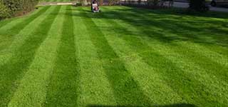 Healthy looking green grass after lawn treatment