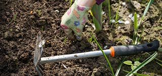 Removing weeds with a tool