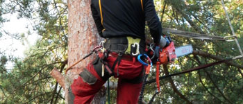 Arboriculture Services image showing a tree surgeon in a tree with a chainsaw