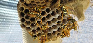 Small wasp nest with wasps inside and out